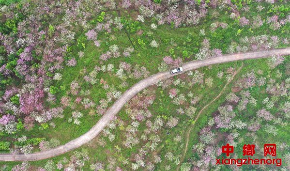 <b>春来花木新</b>