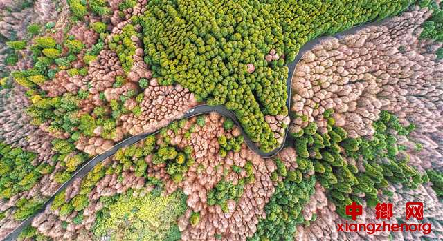 <b>“鸡窝凼”变身生态公园</b>