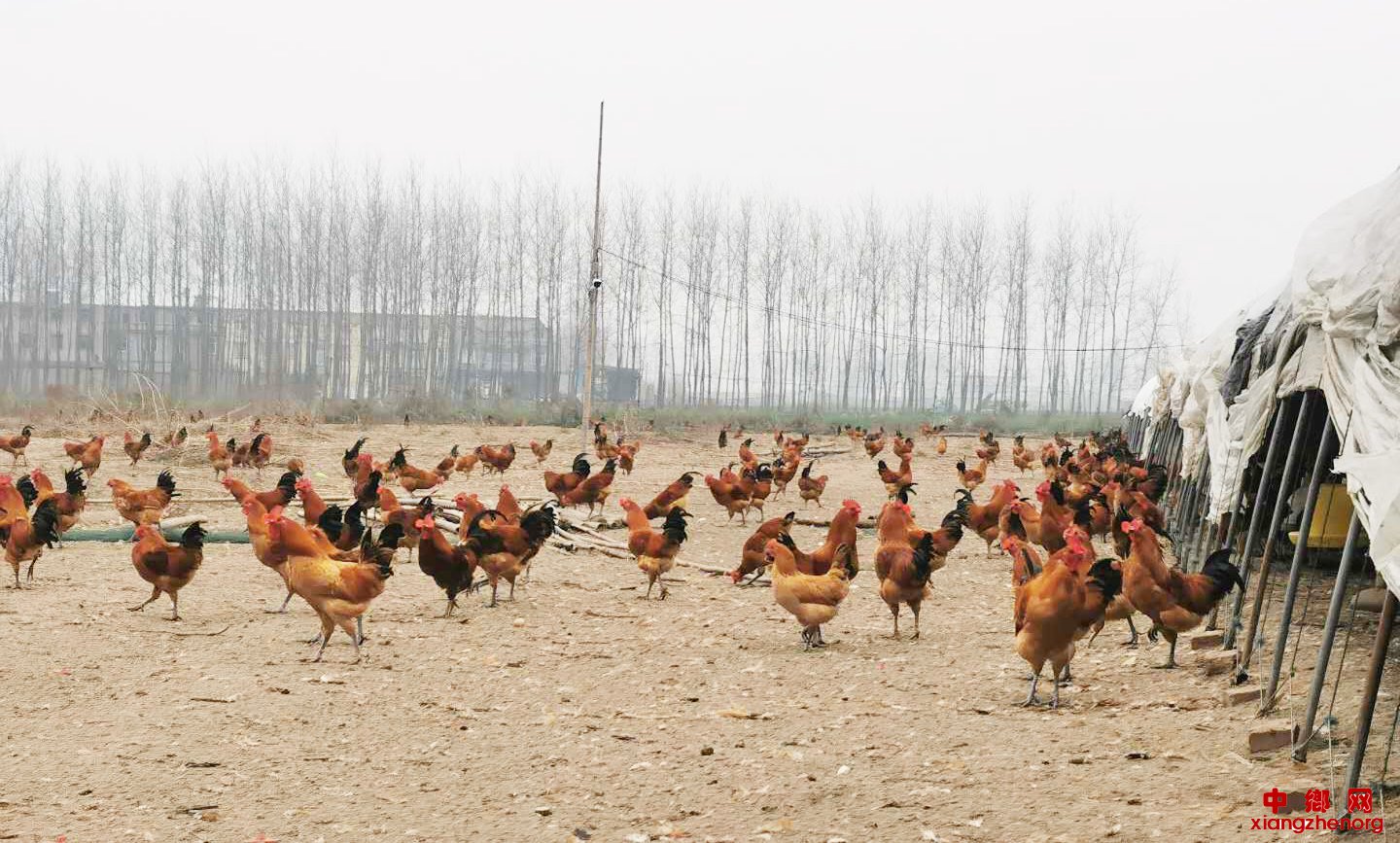 <b>安徽省新马桥镇梨园新村：抗“疫”不忘消费扶贫</b>