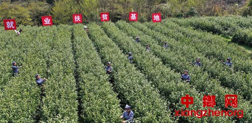 <b>陕西汉阴采茶忙</b>