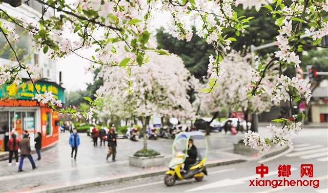 <b>重庆大足：海棠花开满街香</b>