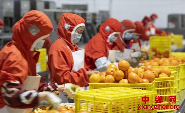 <b>湖北秭归：脐橙深加工 助柑农增收</b>