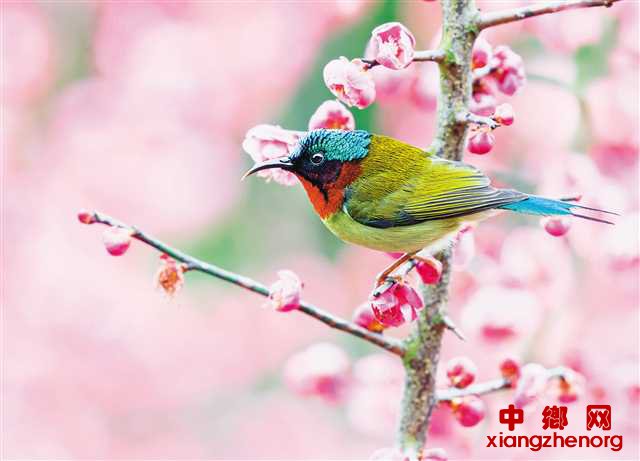 <b>重庆江北：不负春光不负卿 姹紫嫣红春满园</b>