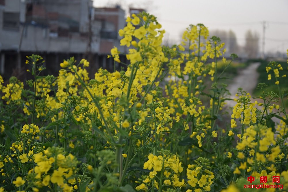 <b>安徽：龙凤河畔油花香</b>