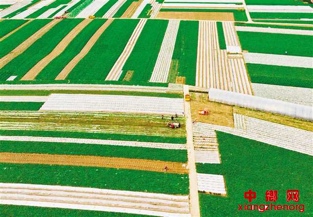 重庆潼南巩固脱贫成果打出漂亮“组合拳”