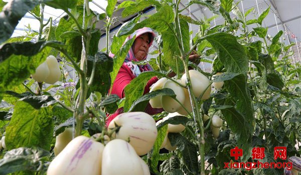 <b>戈壁滩上农事忙</b>