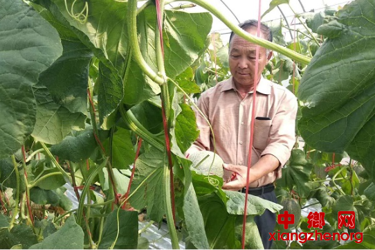 <b>安徽龙扬：“党支部+合作社” 壮大集体经济</b>