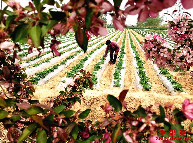<b>山东郯城：春暖和煦 田间忙管理盼丰年</b>