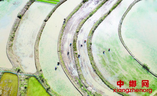 <b>四川广安：抢时栽插秧苗</b>