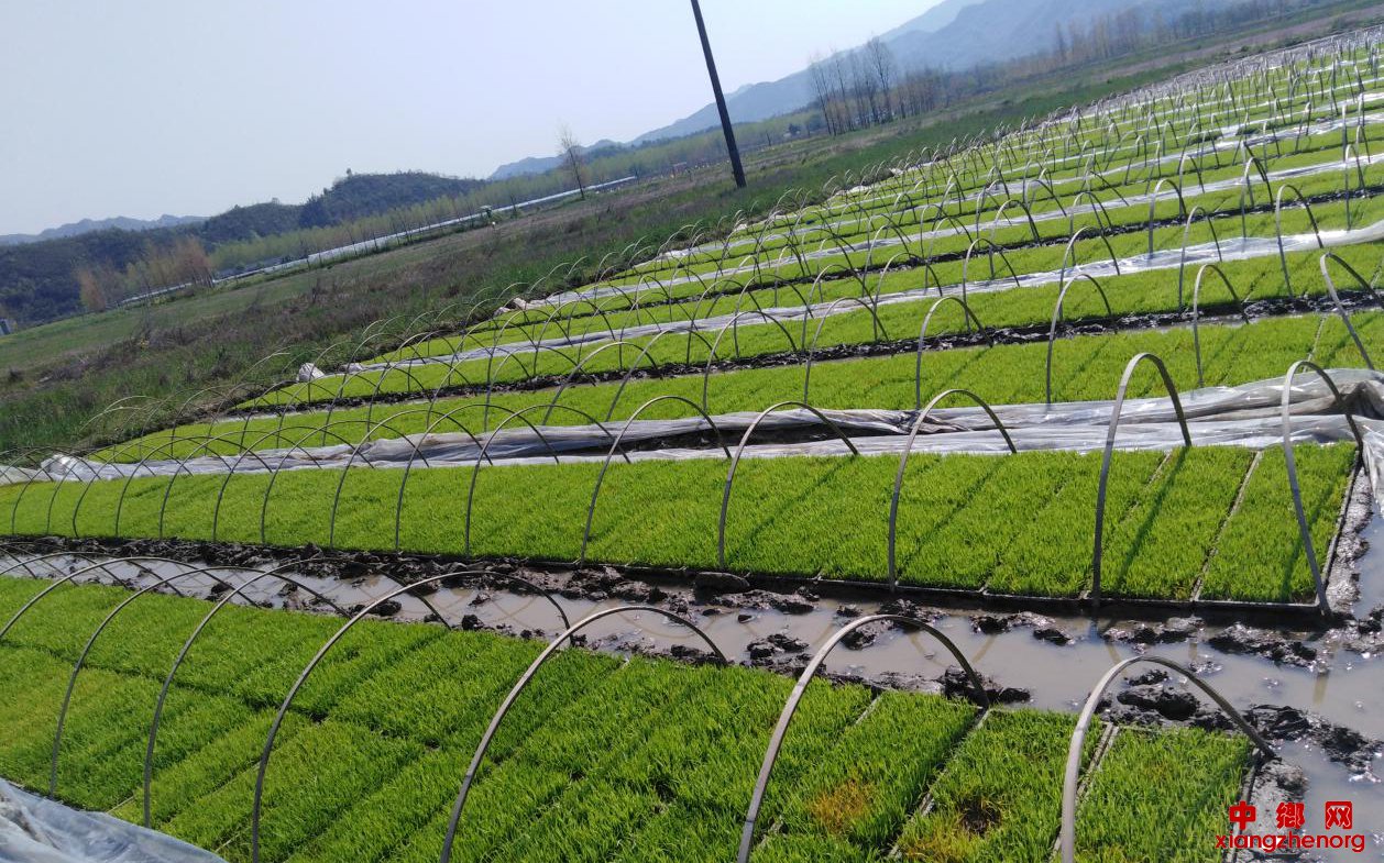 安徽殷汇镇：春播进行时  农技服务忙