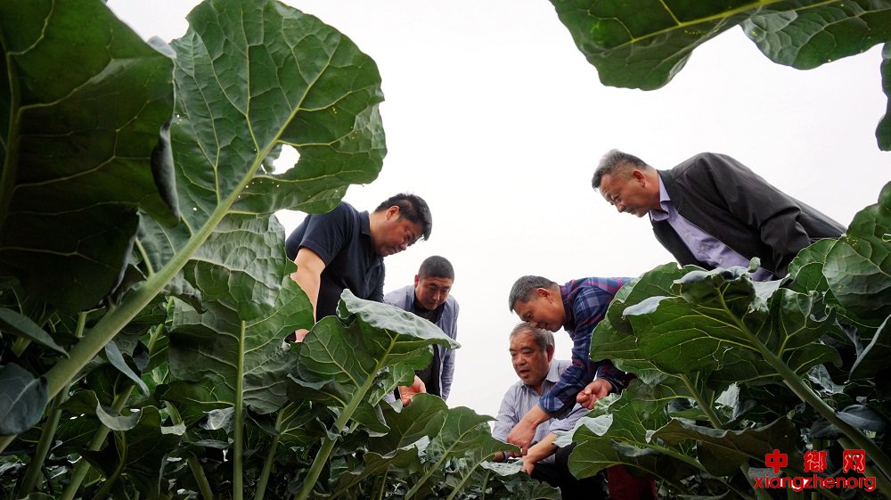 安徽颍东：科技服务 促农增收