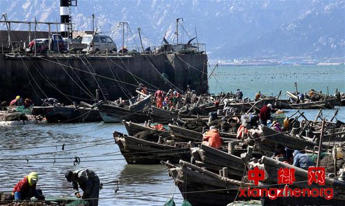 <b>青岛即墨：扇贝丰收</b>