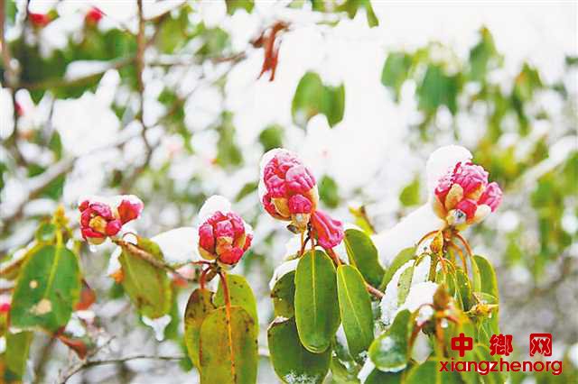 <b>巫溪红池坝 雪映杜鹃美</b>