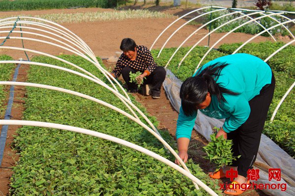 <b> 红薯育苗收入高</b>