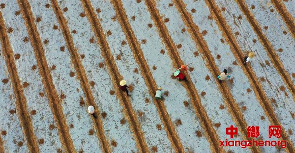 <b>鸟瞰田园劳作忙</b>