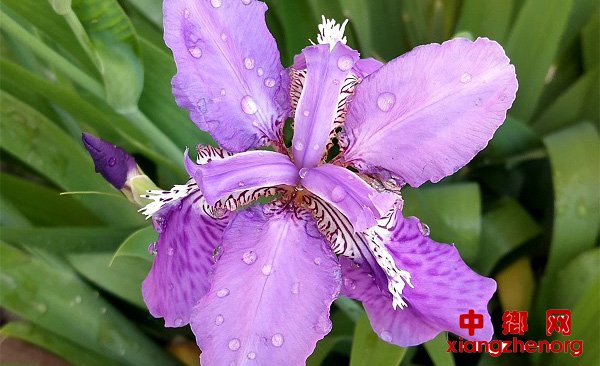 <b>山东郯城：蓝色妖姬鸢尾花开让人念念不忘</b>