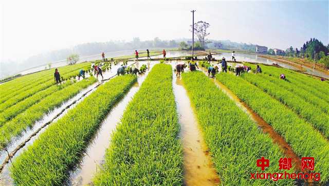 <b>重庆垫江：抓“米袋子” 稳产保供</b>