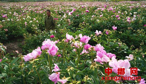 <b>江苏金湖：万亩农业示范带 添彩农民致富路</b>