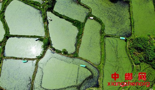 <b>杭州：西湖莼菜进入采摘季</b>