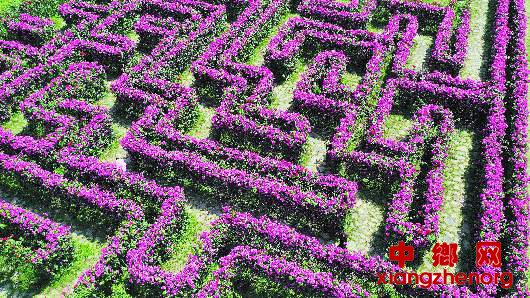 <b>安龙：“玫瑰迷宫”醉游人</b>