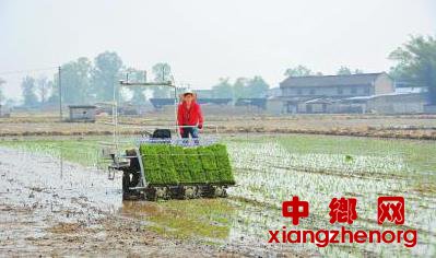 <b>北斗定位无人驾驶，1小时插秧7亩 这插秧机好牛！</b>