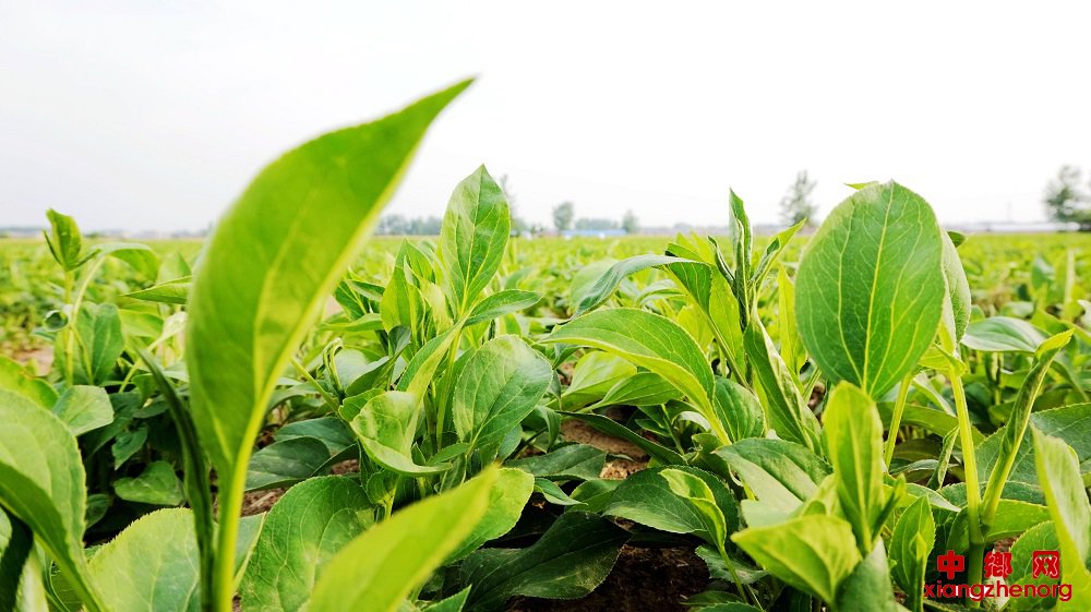 <b>安徽省阜阳市颍东区：药材地里田管忙</b>