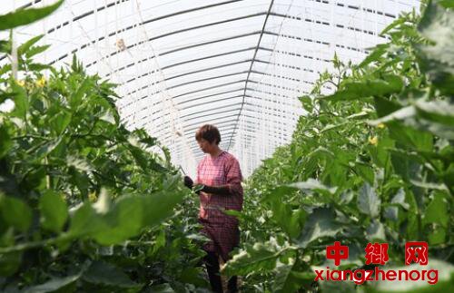 <b>孟平红：“混搭”种植脱贫攻坚菜</b>