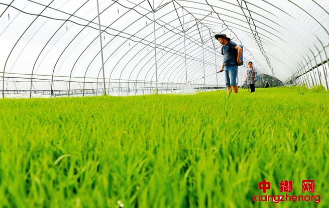 <b>夏种正当时</b>