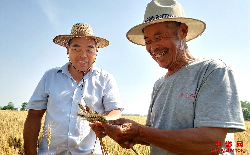 <b>山东郯城：富硒紫小麦种植不愁卖</b>