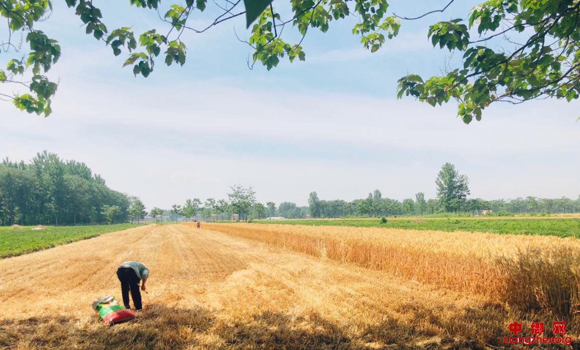 安徽省华佗镇大王村：扶贫公益岗，让贫困户忙起来