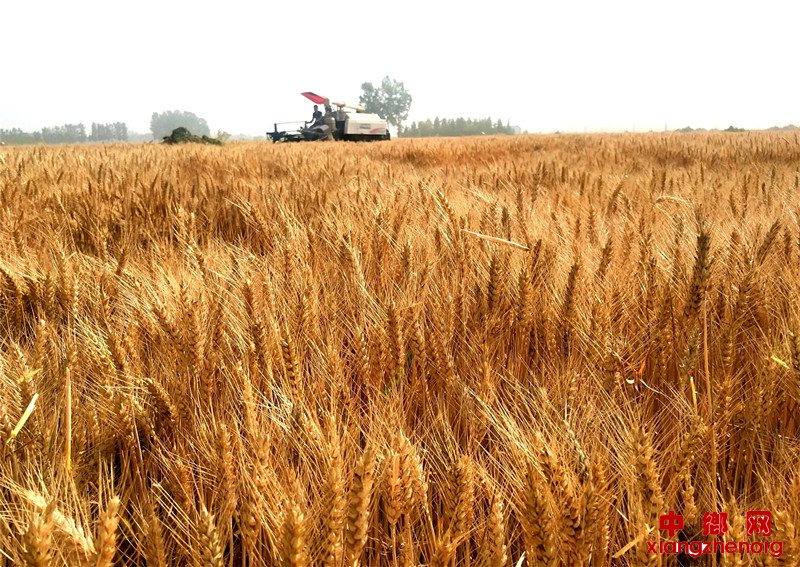 <b>山东郯城：夏忙农民不忙 农机田间轰轰响</b>