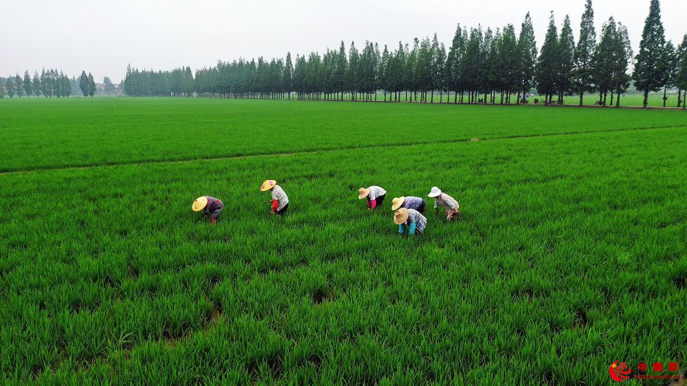 <b>安徽庐江：人工去杂去劣　确保良种增效</b>