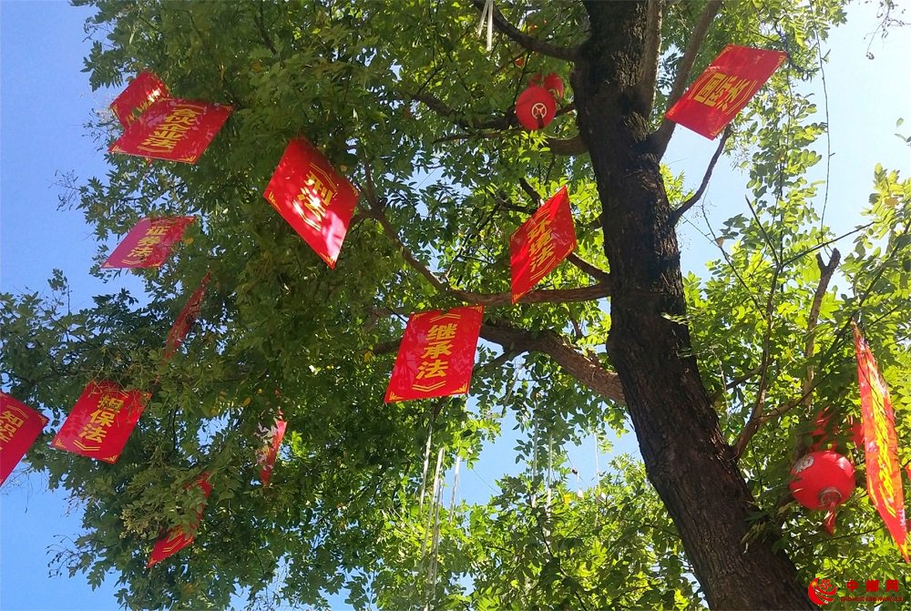<b>山东郯城：马头古镇古槐“宪法”结硕果</b>