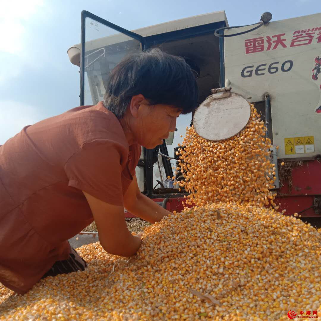 <b>安徽阜阳颍东区枣庄镇：三千台套农业机械抢收抢种</b>