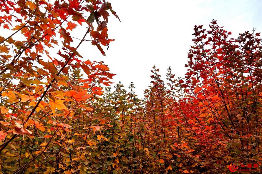 <b>山东郯城：枫叶红了景美了人醉了</b>