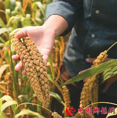 金叵罗“长”出小米酥