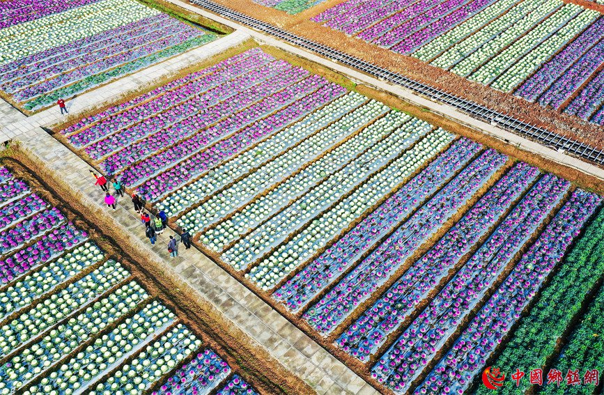 四川泸州：姹紫嫣红 农业园区变景区