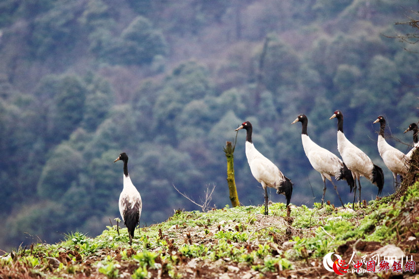 “鸟中大熊猫”黑颈鹤接连两次现身四川乐山