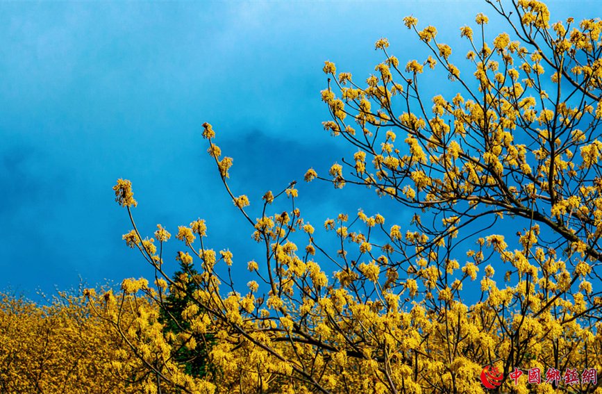 四川宣汉：千亩檫木花开 上演春日里的“金色童
