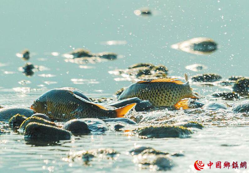 长江边鲤鱼成群产卵