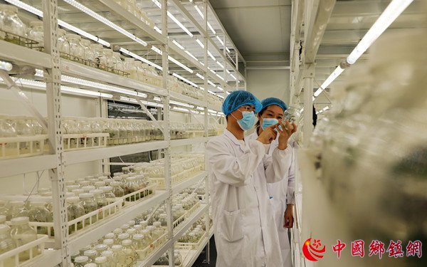 安徽阜阳：科技育苗助春耕