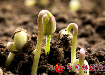 让好种子向阳生长