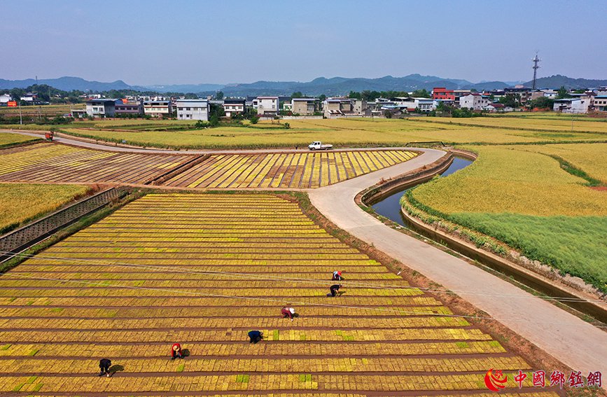 四川中江：推广社会化服务，助力春耕加速度