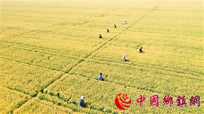 风吹麦浪 丰收在望
