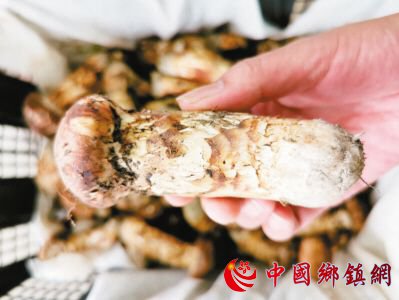 松茸在昆明上市 每公斤1.6万元