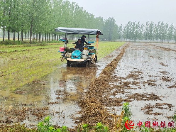 郯城：农民冒雨插秧保收成