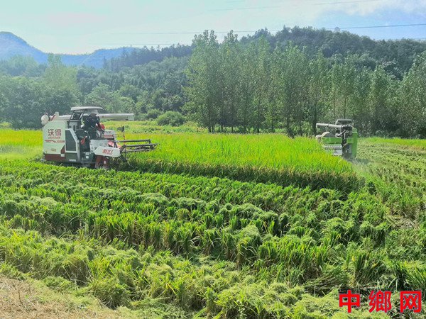 <b>安徽石台小河镇：再生水稻好“丰”景  振兴画卷添一笔</b>