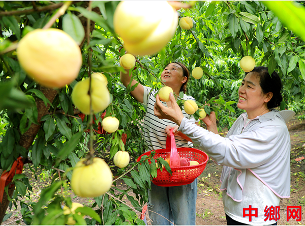 <b>采摘水蜜桃</b>