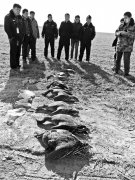 <b>黄河滩发现死鸟和毒饵 大雁高高飞过不再落下</b>