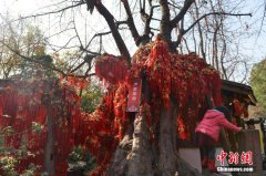 <b>成都千年银杏树被数万个许愿香囊“缠身”</b>